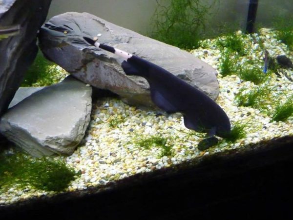 Характеристика рыбки ножа