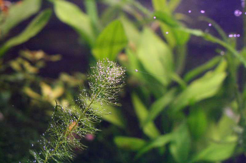Перекись водорода против водорослей в аквариуме