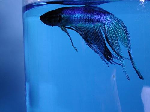 Рыбка в ванночке с синькой