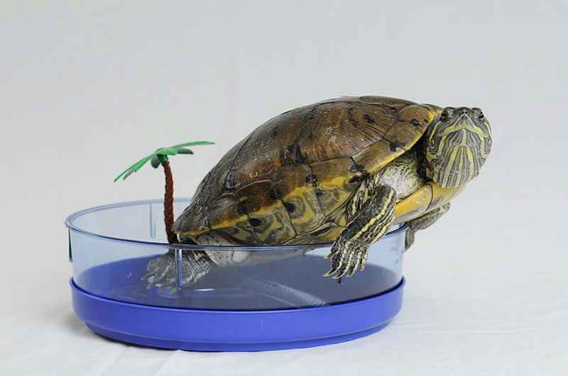 Аквариум для красноухой черепахи