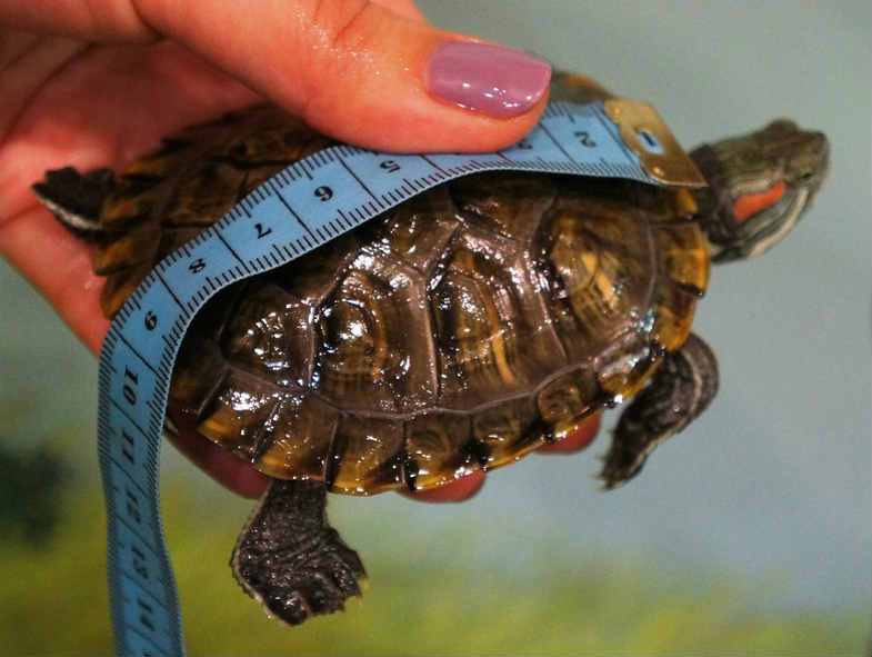Как определить возраст черепахи красноухой
