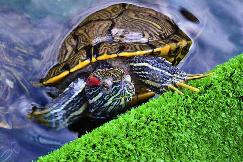 Сколько живут красноухие черепахи в природе
