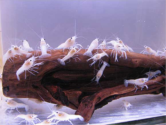 креветки размножение