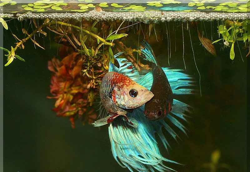 рыбка петушок размножение