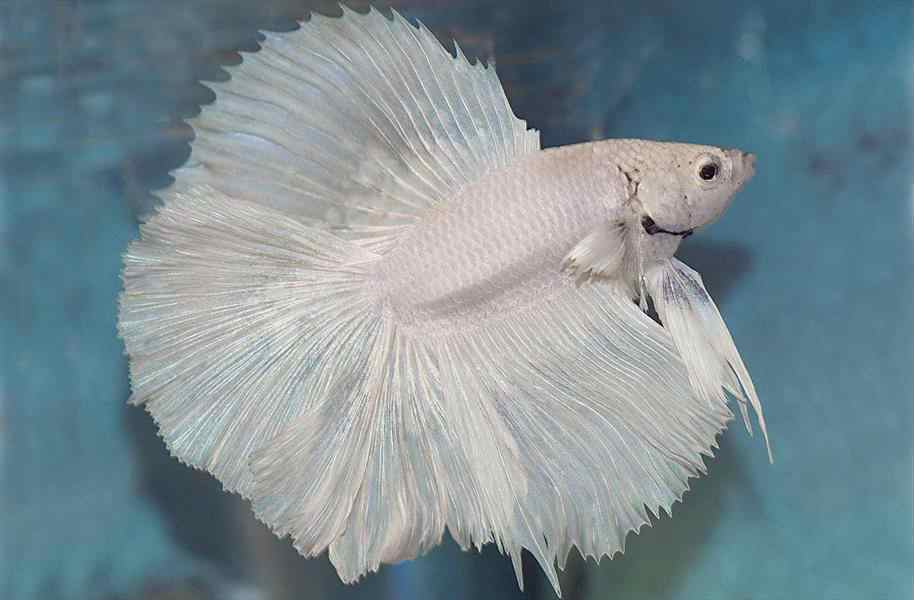 Рыбка петушок белый