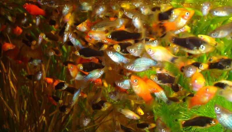 Живородящие аквариумные рыбки