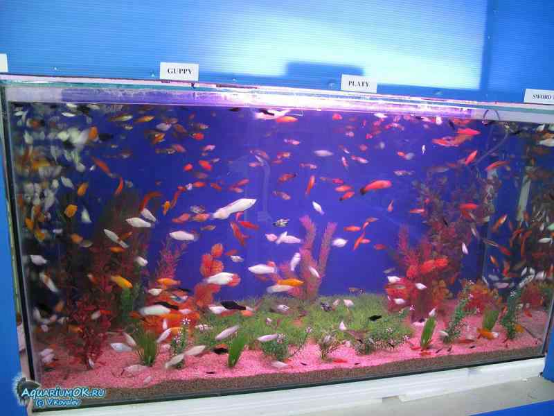 Живородящие аквариумные рыбки