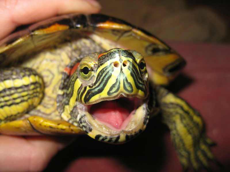 красноухие черепахи
