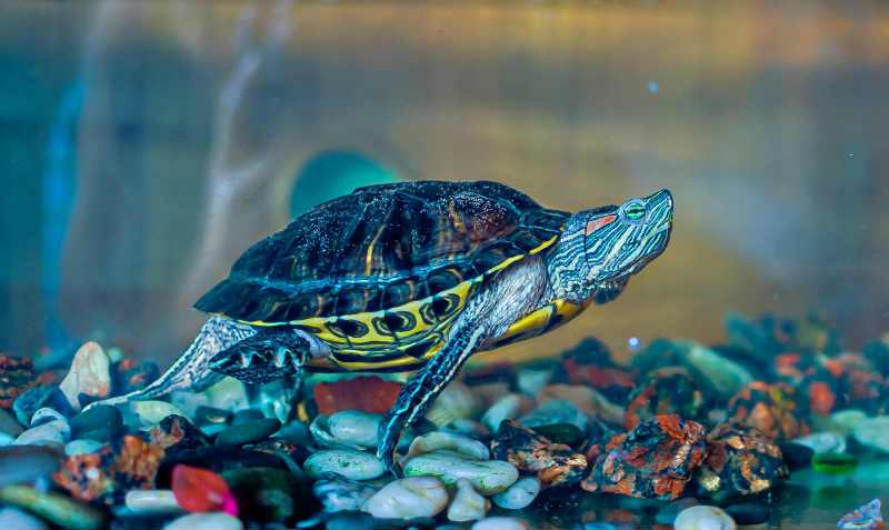 красноухие черепахи в аквариуме