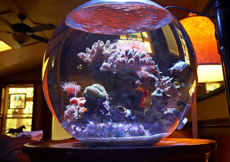 круглый аквариум