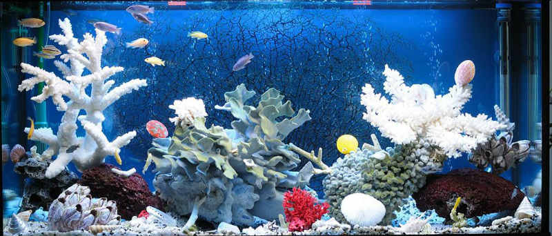 морской аквариум