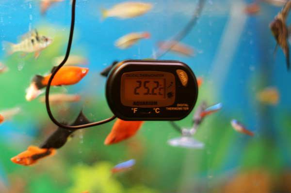 температура воды в аквариуме