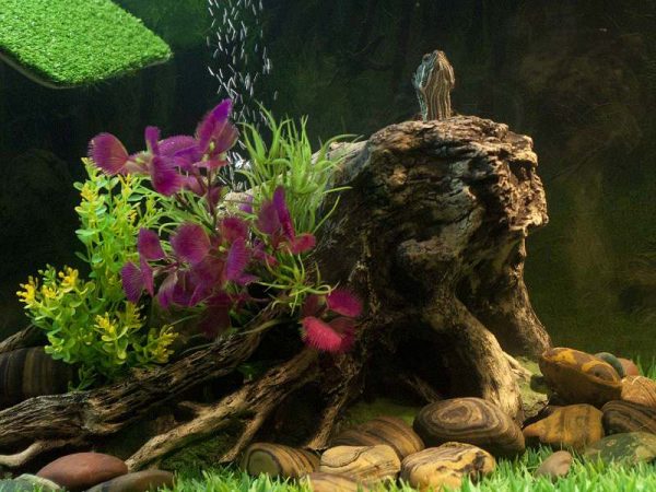 аквариум для водной черепахи