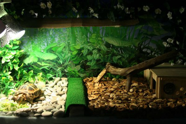 аквариум для водной черепахи