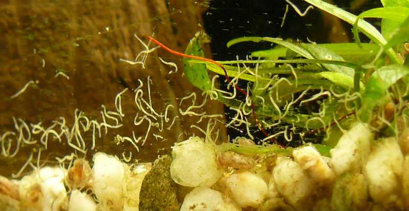 Нематоды белые червячки в аквариуме