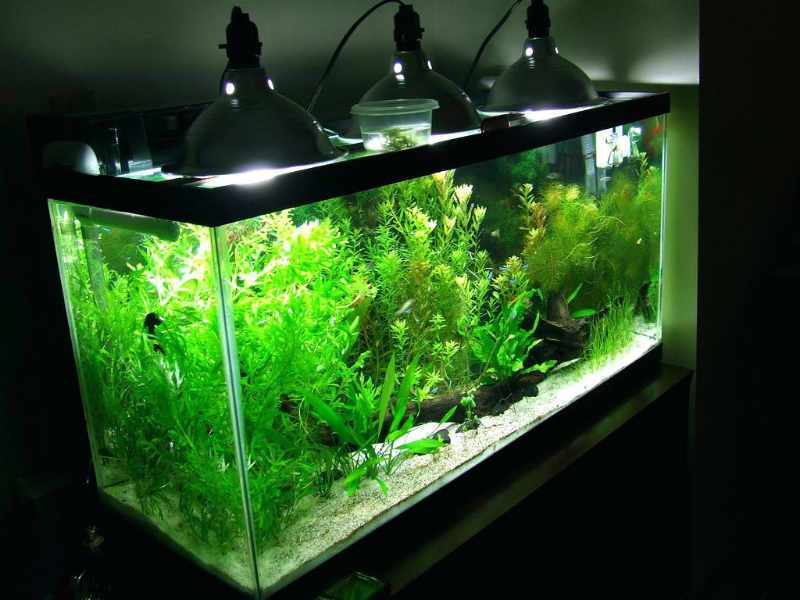 Правильное освещение для аквариума