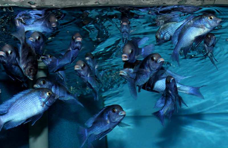 аквариумная рыбка голубой дельфин разведение