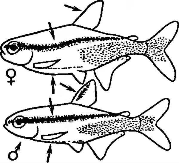 рыбки неоны как отличить самку от самца