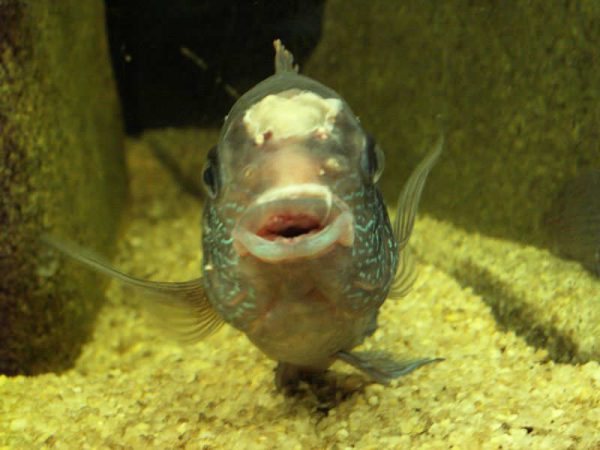Гексамитоз рыб