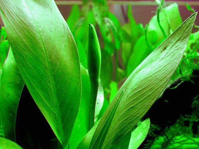 Растение аквариумное анубиас