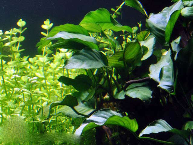 Растение аквариумное анубиас