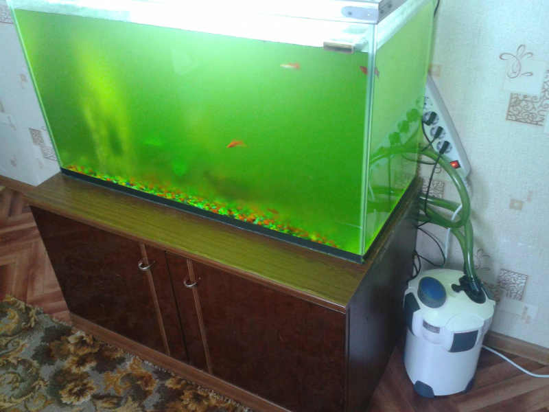 Зелень на стенках аквариума