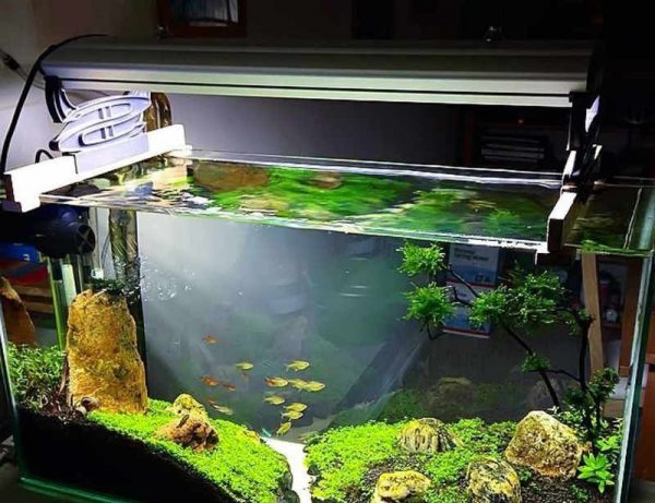 Мой первый аквариум: какой выбрать, как и где установить?