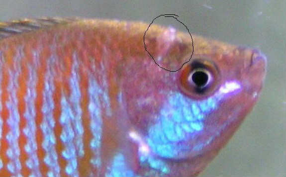 Аквариумная рыбка лялиус