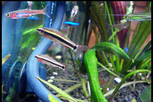 Аквариумная рыбка сиамский водорослеед