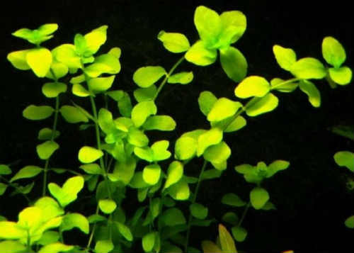 Бакопа аквариумное растение