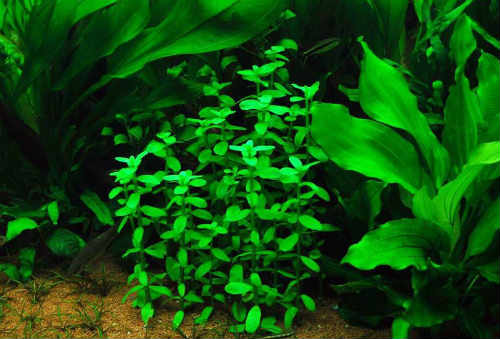 Бакопа аквариумное растение