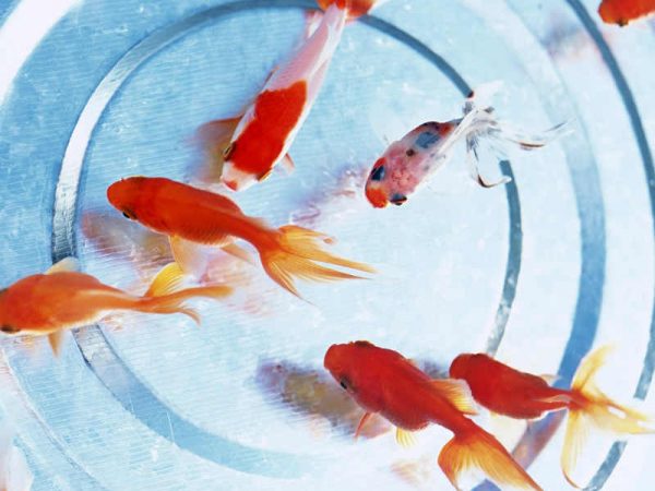 почему рыбки в аквариуме лежат на дне