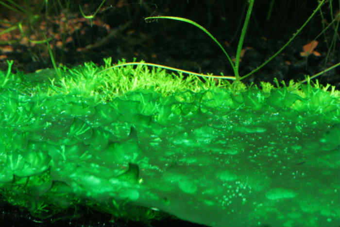 Сине-зелёные водоросли