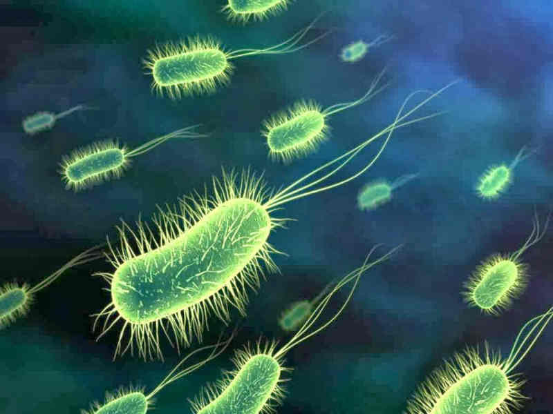 бактерии для аквариума